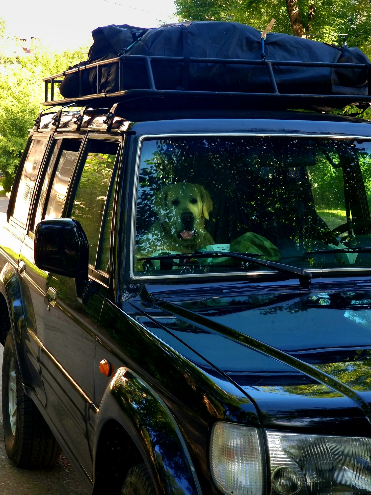 Como Manter o Bem-Estar do seu Pet em Dia